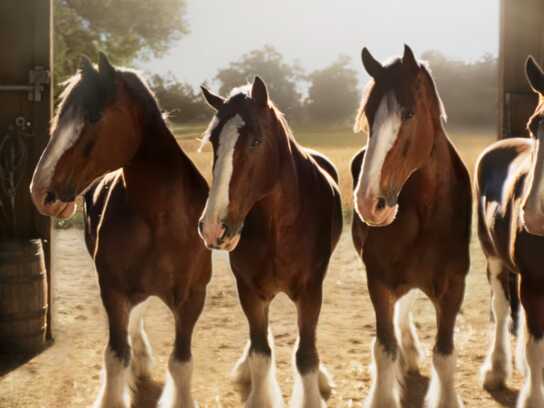 Super Bowl LX Teaser 'Stable'