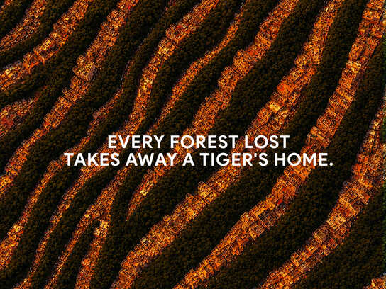 Tiger Stripes