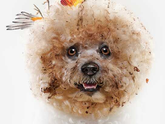 Dogs