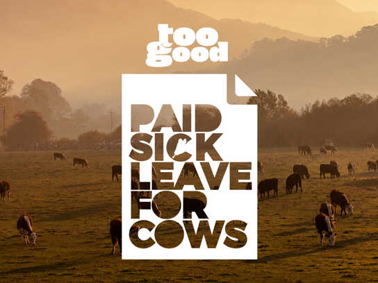 Paid Sick Leave For Cows (case study)