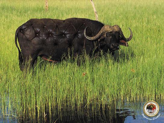 Buffalo
