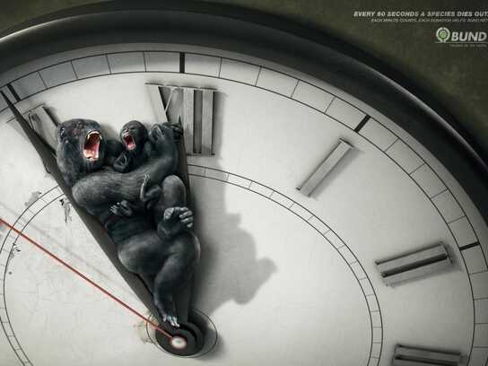 Gorilla, Brown Bear, Grey Seal