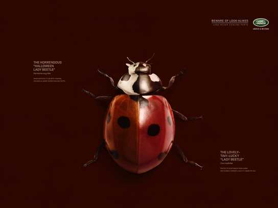 Ladybug, Grapes, Snake