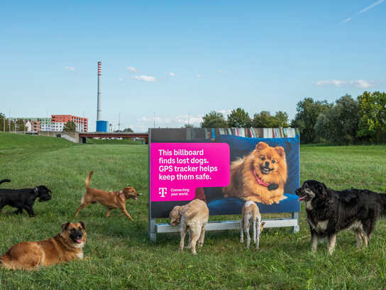 The poster that helps find lost dogs  