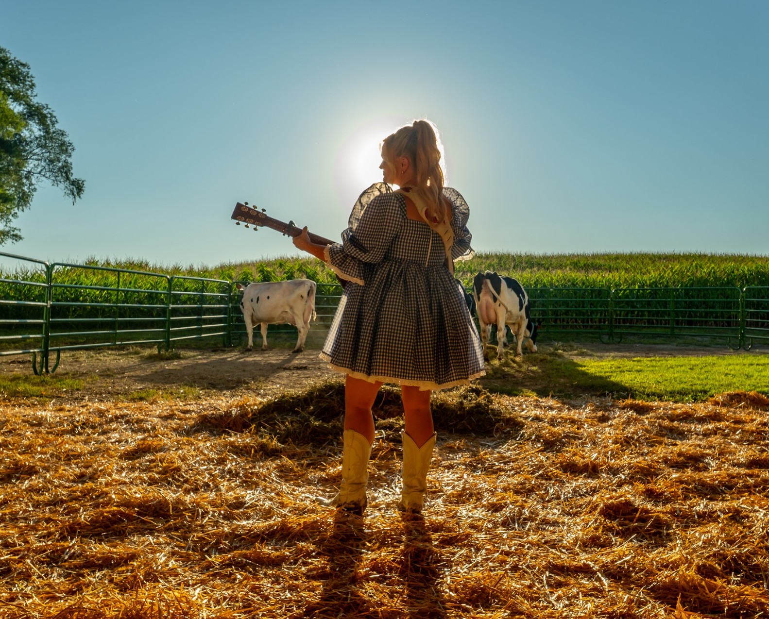 Bovine Serenade Image