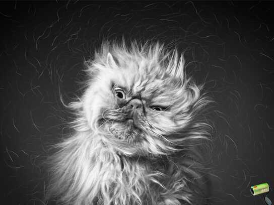 Zelda, Dexter, Amadeo