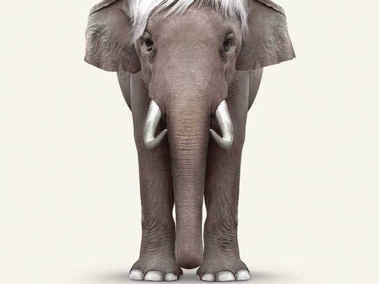 Elephant Art - Warhol, Elephant Art -  Dali, Elephant Art...