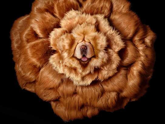 Chow Chow Blossom