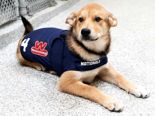 Calming Vests