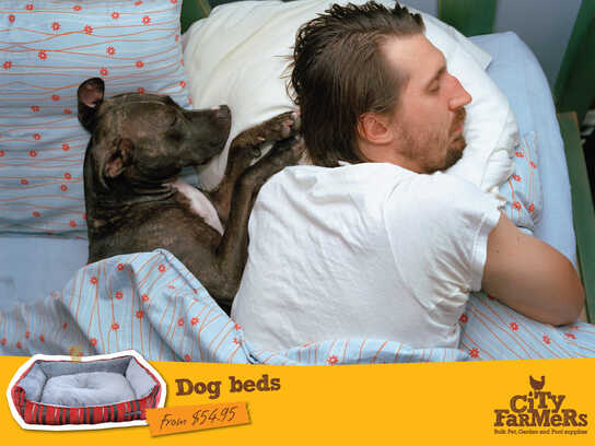 Dog beds, Cat food, Doggy doors