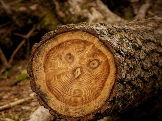 You don't just cut a tree 