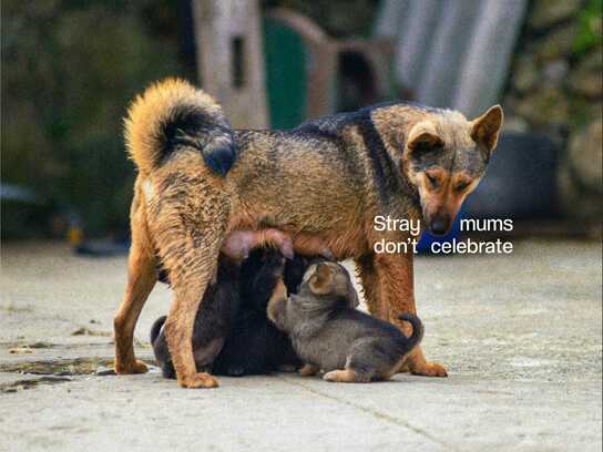 Stray Mums