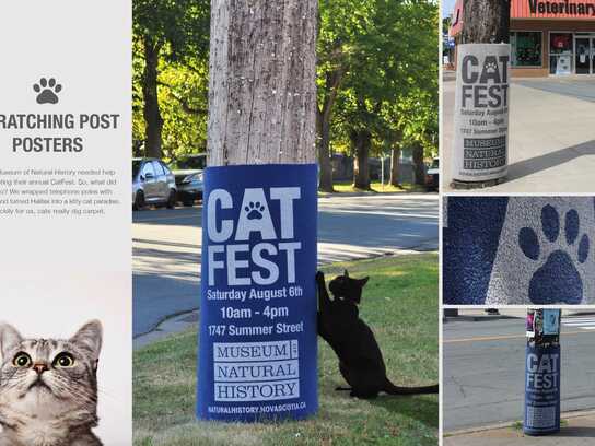 Cat fest