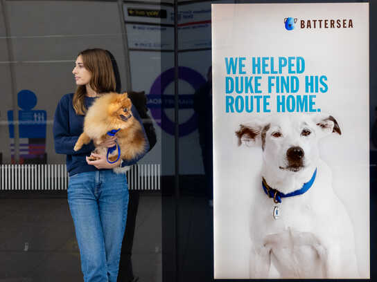 The heartwarming journeys home of rescue animals.