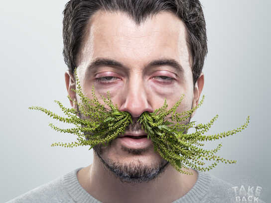 Noses - Ragweed, Noses - Grasses, Noses - Cat