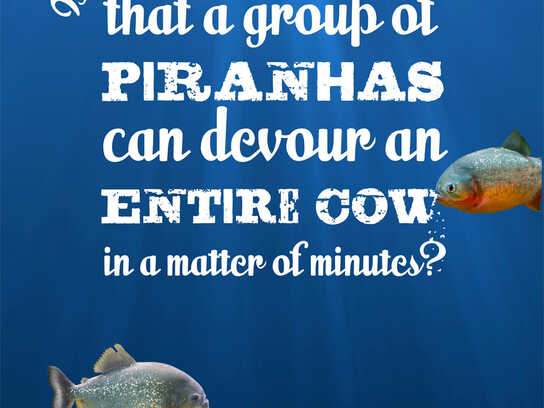 Wet facts, Piranha, Wet facts, Shark, Wet facts, Seahorse...