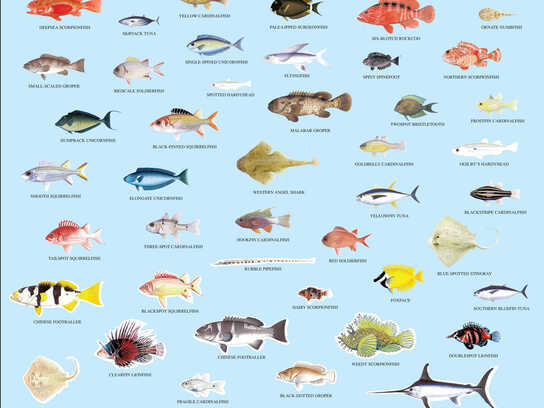 Fish Chart