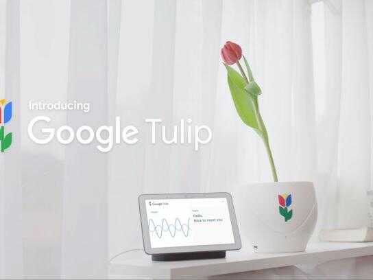 Introducing Google Tulip