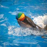 dolphin show phuket • Ads of the World™ | Part of The Clio Network