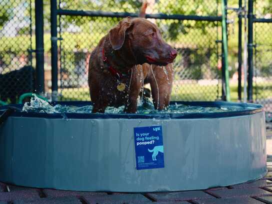 Dogvertising
