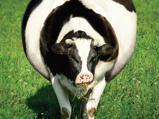 Cow