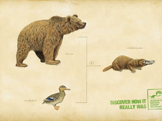 Duckbill, Ostrich, Tapir