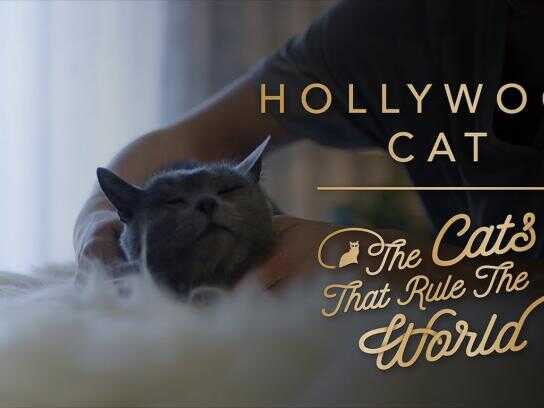 The Cats That Rule The World: Japan Cats, Hollywood Cat