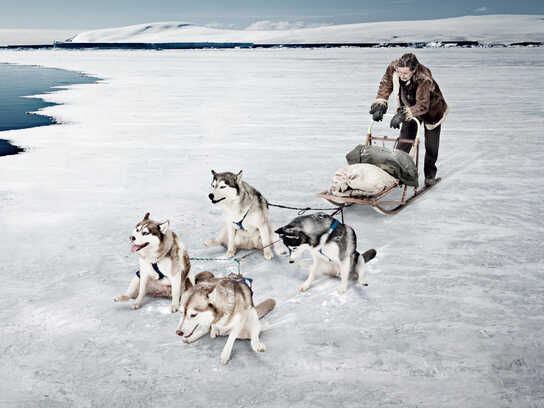 Sled dogs, Guard dog, Greyhounds