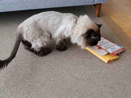 Direct mail targets your kitty