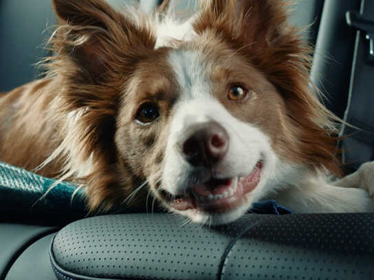 Adventure ready. Dog approved.