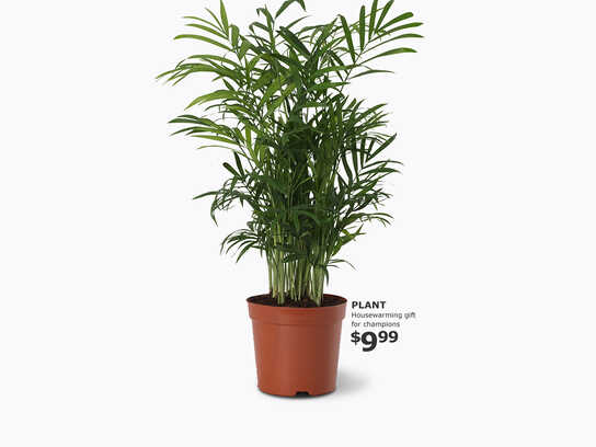 IKEA Championship Plant