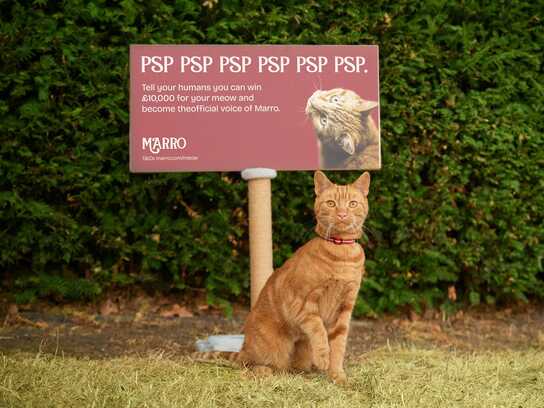 The Marro Meow Competition