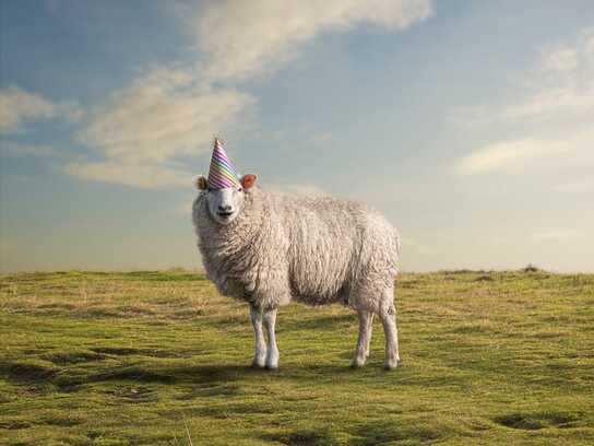 Party sheep, Party cow, Party chicken