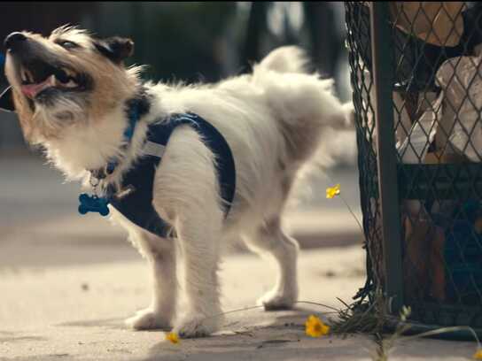 We Get Your Pet