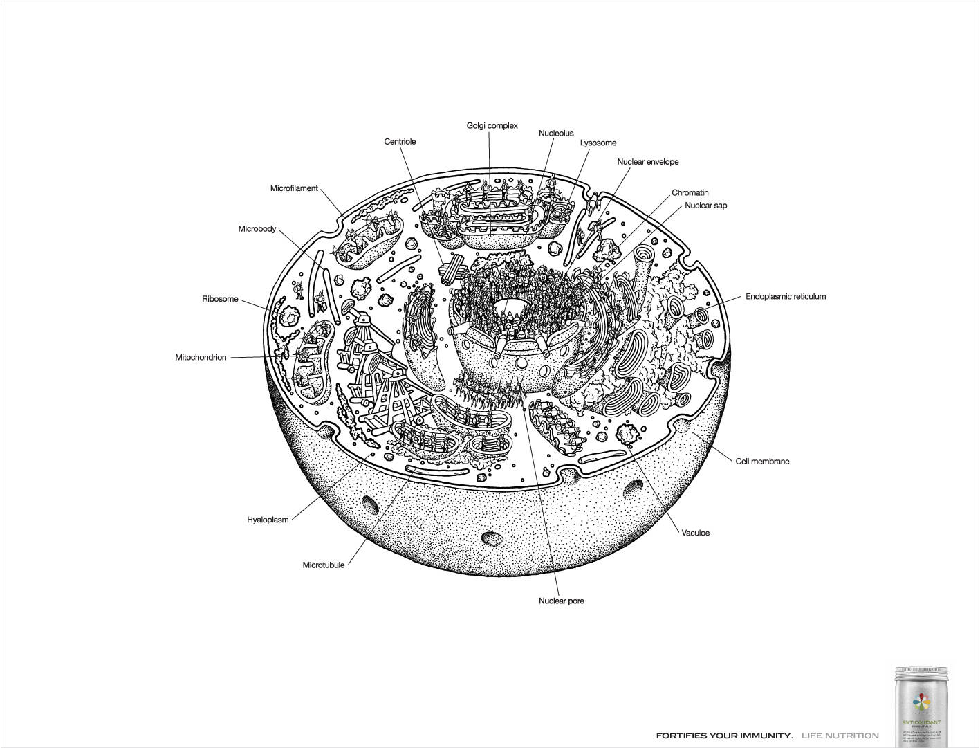 Life Nutrition: Body cell fortress, Body cell navy base, Body cell ...