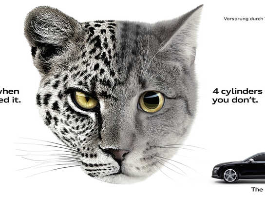 Leopcat