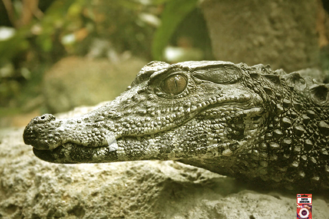 Crocodile • Ads of the World™ | Part of The Clio Network