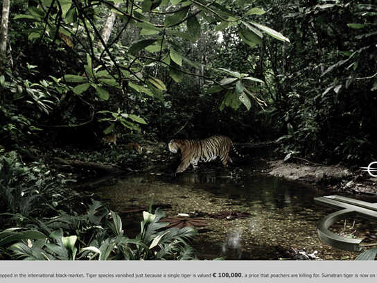 Sumatran tiger, Hyacinthine macaw, White rhino