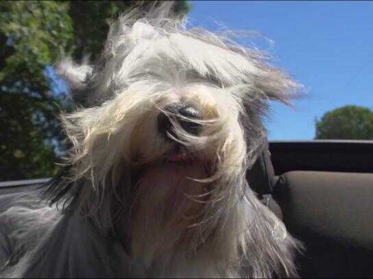 Dogs in convertibles - Beau Duke, Dogs in convertibles - ...