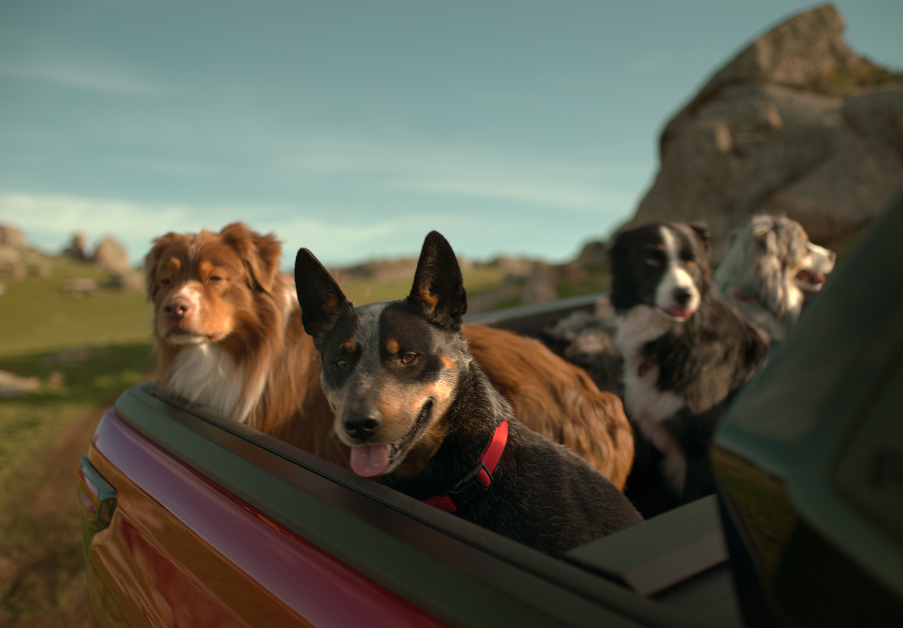 The Pied Piper Image