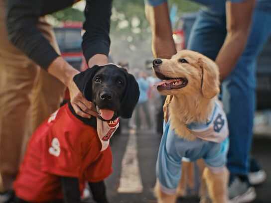 Fan's Best Friend