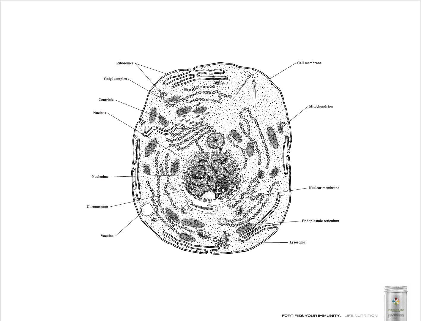 Life Nutrition: Body cell fortress, Body cell navy base, Body cell ...