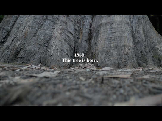 The Story of a Tree