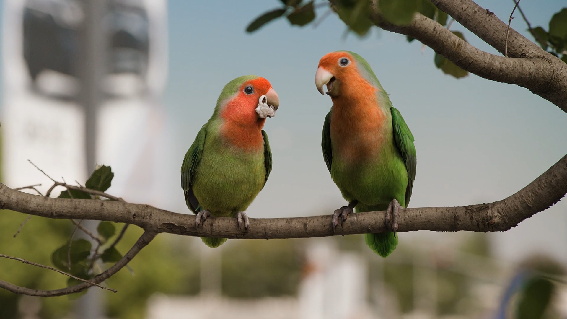 Lovebirds Image