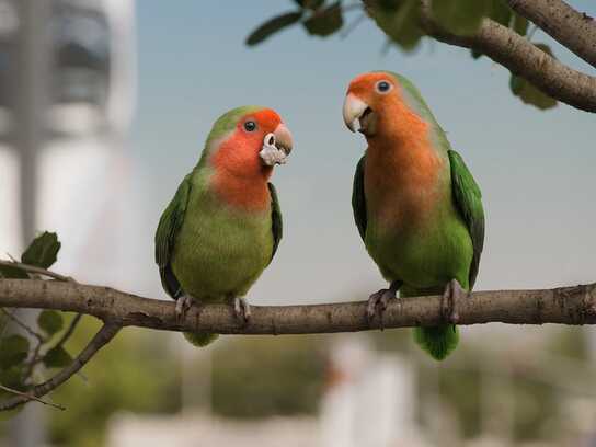 Lovebirds