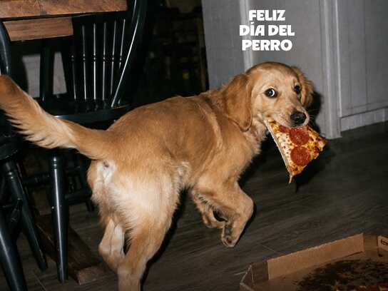 "Happy" Dog's Day
