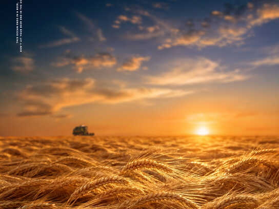 Golden Waves