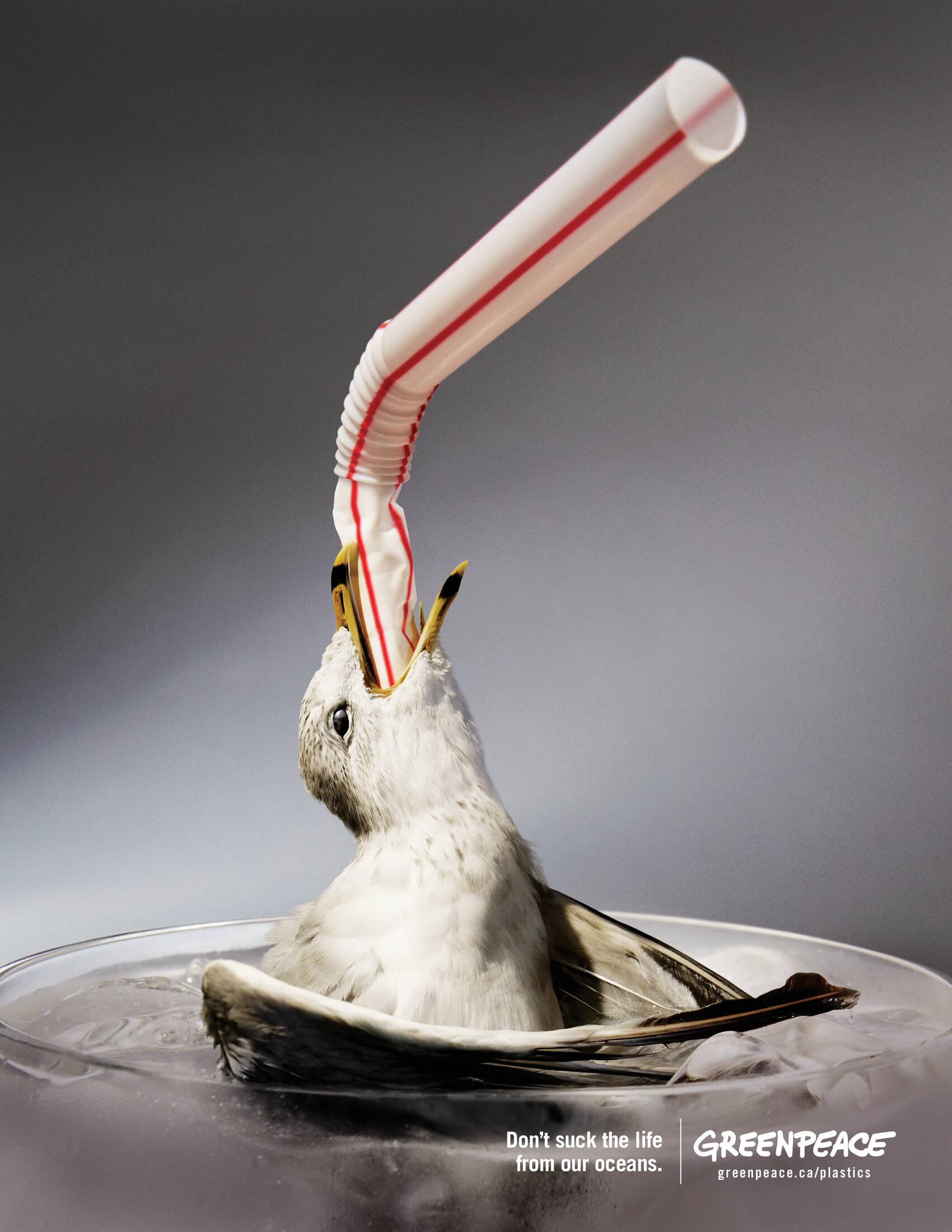 Greenpeace: Straws Suck: Fish, Straws Suck: Gull, Straws Suck