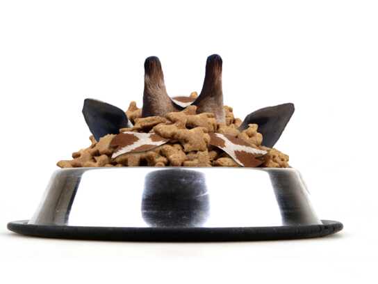 Your Dog is Eating Dogs.