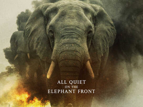All Quiet On The Elephant Front